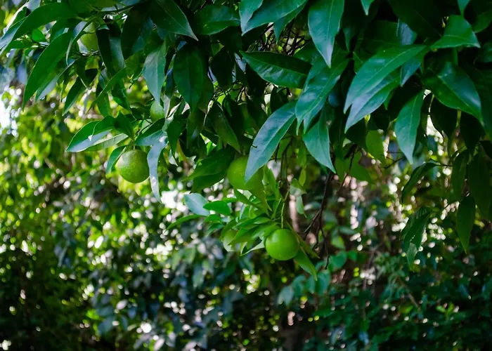 El Huerto De 度假居